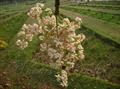 Lumbang Tree